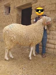 عجل إسباني للمناسبات - رقم 94